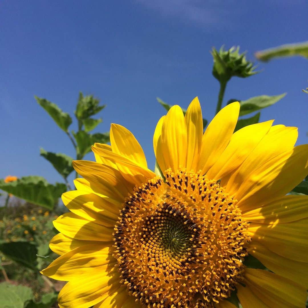 九州電力さんのインスタグラム写真 - (九州電力Instagram)「夏を感じる3万本のひまわり🌻 . --------------------------- 行ってみたいと思った方は、 「🌻（ひまわり）」をコメントしてね --------------------------- . 大分県速見郡日出町にある「大神(おおが)ファーム」は、別府湾を一望できる海岸線と美しい森に囲まれた広大なハーブ園です。 この時期約3万本のひまわりが見ごろを迎えます。区画ごとに開花時期をずらしているため長い期間花を楽しむことができますよ🌻 . 太陽に向かって元気に咲くひまわりに癒されてみてはいかがでしょうか？ ----------------------------------------------- 大神ファーム（@ogafarm_garden） 住所:大分県速見郡日出町大神6025-1 開園時間:9:00~17:00 ※カフェとショップは10:00~16:00まで 定休日:火曜(祝日の場合は営業) 駐車場:あり ----------------------------------------------- ※写真提供：おおがファーム：（株）リンデンバーム ※写真は過去に撮影されたものです。 . お届けする九州の風景が、皆さまの元気や癒しになれば幸いです☘️ . #九州電力 #大分 #日出町 #大神ファーム #おおがファーム #ogafarm #向日葵 #ひまわり #ヒマワリ #ひまわり畑」8月14日 17時00分 - kyuden_official