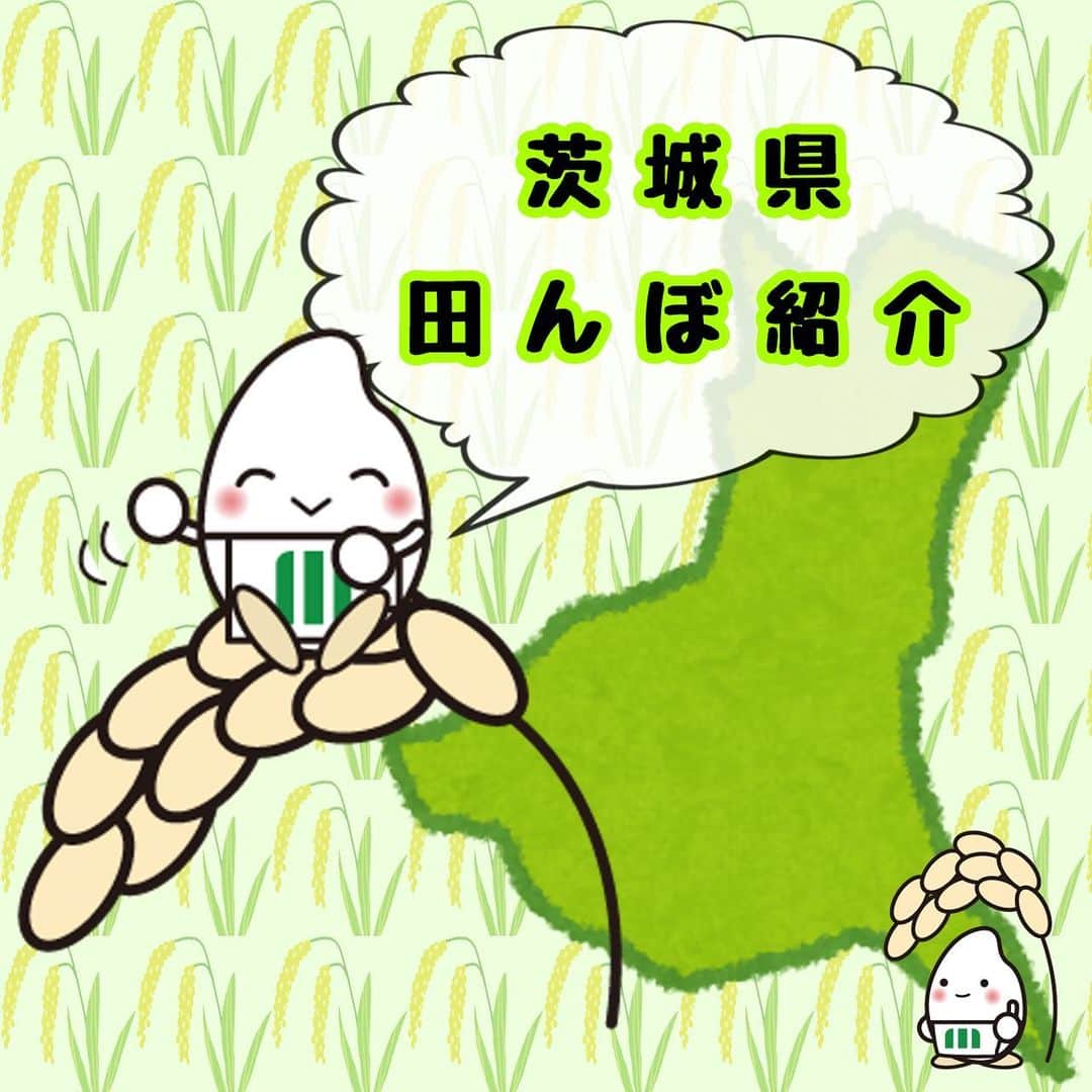 ミツハシくん-Mitsuhashi Rice-さんのインスタグラム写真 - (ミツハシくん-Mitsuhashi Rice-Instagram)「今日は茨城県の田んぼを紹介するよ🌾  あきたこまちが出穂しているね🌾✨  ※出穂（しゅっすい）とは…？ 漢字の通り、 穂が出ることを出穂（しゅっすい）と言うんだ💡  来週辺りには稲刈りをするのかな？🧐  稲刈りをした後は、 脱穀をして（穂から一粒ずつに分ける作業）、 乾燥させて（米の変質を防ぐため）、 籾摺りをして（もみを取り除く作業）、 玄米にしていくんだ💪  刈り取った後も作業は続くんだ😳 美味しいお米を食べれるのも 農家さんのおかげだね🥰  もうすぐ新米が始まるね❣️ 楽しみ✨✨✨ . #ミツハシライス  #企業キャラクター  #ミツハシくん   #茨城県 #産地  #あきたこまち  #田んぼ #圃場  #出穂  #稲刈   #農業 #農家   #お米 #米 #ご飯 #ごはん #rice」8月10日 16時57分 - 3284rice