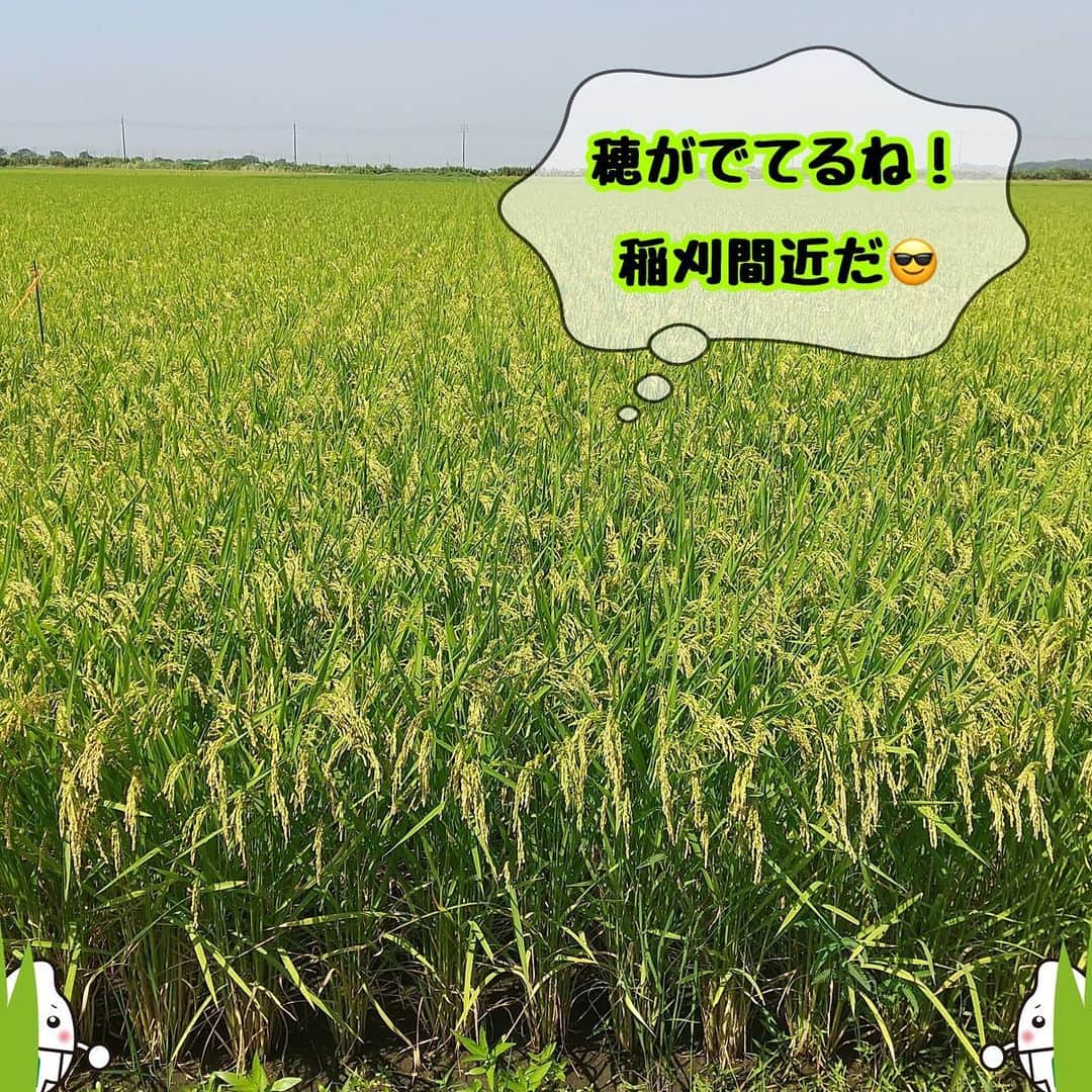 ミツハシくん-Mitsuhashi Rice-さんのインスタグラム写真 - (ミツハシくん-Mitsuhashi Rice-Instagram)「今日は茨城県の田んぼを紹介するよ🌾  あきたこまちが出穂しているね🌾✨  ※出穂（しゅっすい）とは…？ 漢字の通り、 穂が出ることを出穂（しゅっすい）と言うんだ💡  来週辺りには稲刈りをするのかな？🧐  稲刈りをした後は、 脱穀をして（穂から一粒ずつに分ける作業）、 乾燥させて（米の変質を防ぐため）、 籾摺りをして（もみを取り除く作業）、 玄米にしていくんだ💪  刈り取った後も作業は続くんだ😳 美味しいお米を食べれるのも 農家さんのおかげだね🥰  もうすぐ新米が始まるね❣️ 楽しみ✨✨✨ . #ミツハシライス  #企業キャラクター  #ミツハシくん   #茨城県 #産地  #あきたこまち  #田んぼ #圃場  #出穂  #稲刈   #農業 #農家   #お米 #米 #ご飯 #ごはん #rice」8月10日 16時57分 - 3284rice
