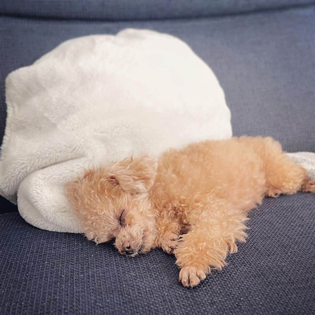 ふわのインスタグラム：「ちょっとお出かけしたので いっぱいお昼寝。 いつもの最強寝顔。　　  #toypoodle#toypoodlegram#dogsofinstagram#instadog#doglover#doglife#sleepydog#cutedog#dog#fuwamama#ふわもこのふわ#ふわ#トイプードル#ふわもこ部#犬バカ部#親バカ部#犬のいる暮らし#いぬすたぐらむ#最強寝顔」