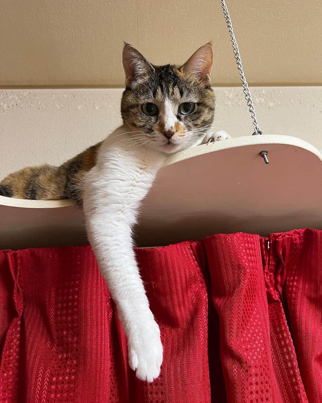 Kachimo Yoshimatsuのインスタグラム：「最近は、もっぱらここでタレてます。  #うちの猫ら #猫 #castella #ねこ #ニャンスタグラム #にゃんすたぐらむ #ねこのきもち #cat #ネコ #catstagram #ネコ部 http://kachimo.exblog.jp」