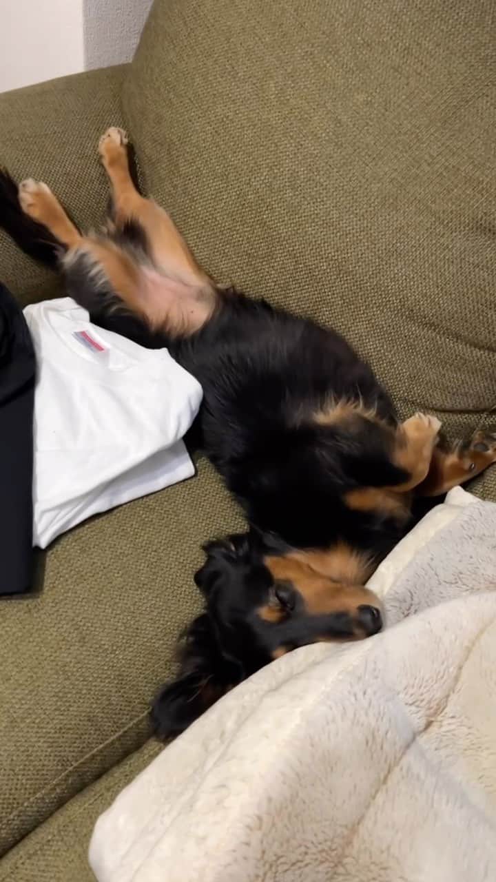 すしらーめん《りく》のインスタグラム：「テトリスに出てきそうなL字のウェーブ氏 #犬 #眠い #かわいい」