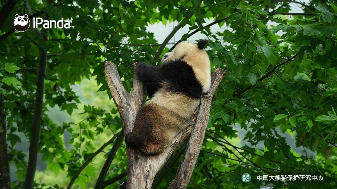 iPandaさんのインスタグラム写真 - (iPandaInstagram)「Finding a perfect sleeping position is a must! Sweet dreams everyone! 🐼 🐼 🐼 #Panda #iPanda #Cute #PandaPic #CCRCGP  For more panda information, please check out: http://en.ipanda.com」8月10日 17時30分 - ipandachannel