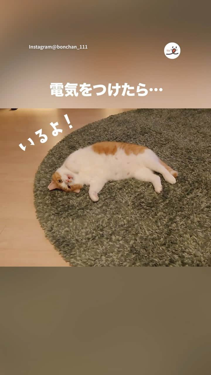 PECOねこ部のインスタグラム