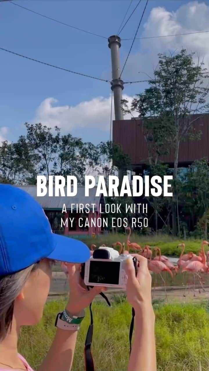 のインスタグラム：「Explore Singapore’s Bird Paradise🦜 through the lens of Canon EOS R50 by @shuutravels! Watch how Shu uses the features like Animal Detection AF, Movie Digital IS and 120p FHD Slow Mo for her vlogging experience! 📷🦩  #Canon #EOSR50 #Vlogging #photography #videography」
