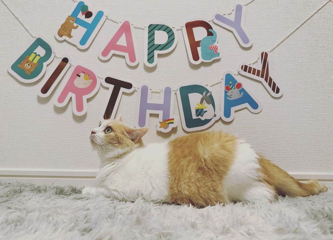 瀬戸利樹のインスタグラム：「happy birthday eve♡ これからも健康でいてくれれば何も言うことなし！！ 3歳おめでとう🎂 #いゔ #生誕祭 #おめでとう言ってあげてください」