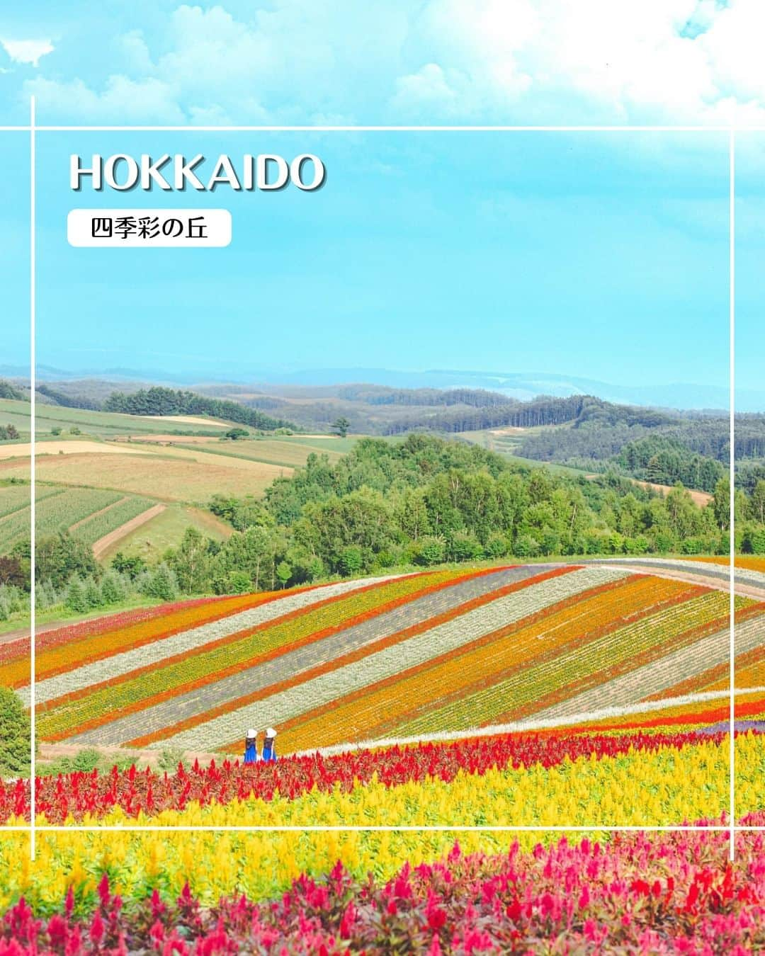 エイチ・アイ・エスのインスタグラム：「＼北海道の夏を見に行こう🌈／  北海道、美瑛の四季彩の丘✨ 春から秋にかけて、様々な花畑が楽しめる 北海道屈指の観光地です🗾  ラベンダーの紫💜、マリーゴールドのオレンジ🧡、ヒマワリのイエロー💛、夏の青空💙 夏を感じるカラフルな一枚です👀📷  …………………………………………………………… 📍  #展望花畑四季彩の丘  📸 @maimai.twins さん  雄大な美瑛の景色の中にあるカラフルなお花畑🌼 閉園30分前に訪れたところ人も少なくゆっくり楽しめました☺️ 想像を超える美しさに双子の娘達の目もキラキラ✨ 是非訪れてみてください🌈 ……………………………………………………………  旅先探しのヒントは こちらをチェック▶︎▶︎▶︎ @his_japan   —————— 📷旅のお写真募集中✈️ ——————  皆さんの旅の思い出は、@his_japan OR #his_japan2023 を付けてシェアしてください🙌 過去PICもOKです❗️  集まったお写真は、HISのSNSやオウンドメディアでご紹介🙆‍♀️  #旅の思い出 #国内旅行  #北海道観光スポット #北海道おすすめ #美瑛 #四季彩の丘 #北海道旅行  #次の旅先リスト #旅行好きな人と繋がりたい #写真好きな人と繋がりたい #旅したくなるフォト #旅スタグラム #インスタトラベル #女子旅 #ひとり旅 #カップル旅 #家族旅行  #instatravel #instapassport #photooftheday #instaphotography #worldtravelpics #worldtraveler #japantravelphoto #hokkaidotrip #shikisainooka #hokkaidojapan」