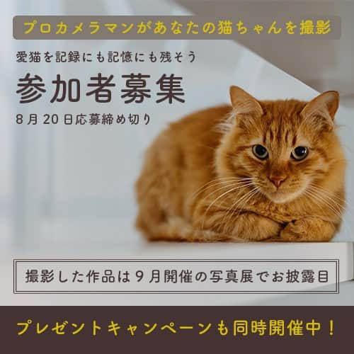 PECOねこ部のインスタグラム