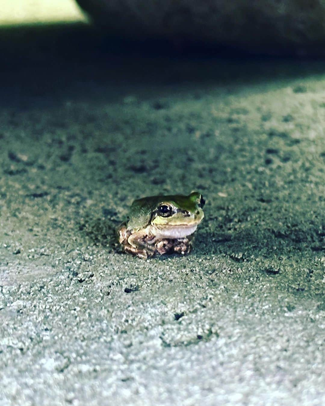 井出有治さんのインスタグラム写真 - (井出有治Instagram)「今年の夏も石川県へ🐟 お墓の掃除は日中の猛暑を避けて、朝5時からやってみたけど大正解😄  #早起きは3文の徳  #石川県 #加賀市 #片山津温泉 #お盆 #お墓参り」8月10日 18時42分 - yuji_ide_official