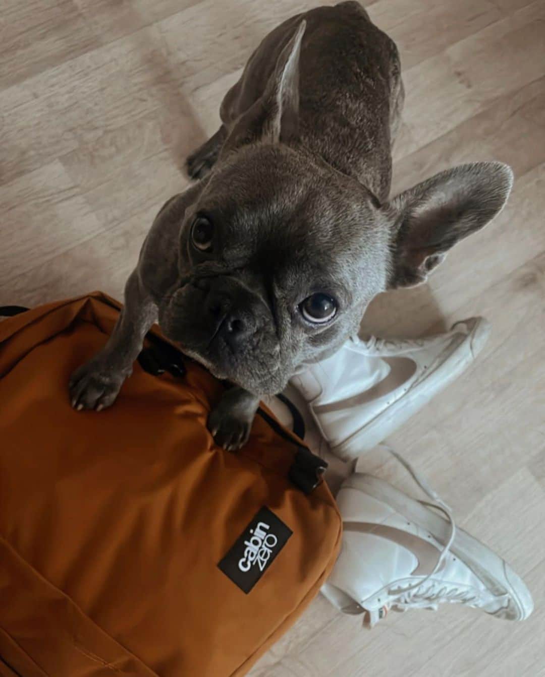 CABINZEROのインスタグラム：「#CabinZero backpack in Orange Chill caught this little guy's curious eyes!🐶  🛍Link in bio  ⠀Photo by:@spilled_coffee_beans  #CabinZero #Travel #backpack #packing #Zerohassletravel」