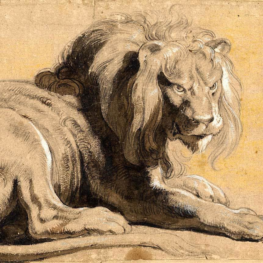 大英博物館のインスタグラム：「🦁 For #WorldLionDay we’re sharing this majestic drawing by the Flemish artist Peter Paul Rubens (1577–1640) 🦁  Rubens was lucky enough to have seen lions in person – a rarity in 17th century Europe! 🦁  As a court painter, Rubens would have had access to the menagerie of exotic animals like lions and tigers which were kept by the rulers of the Netherlands. The zoo in Ghent was also home to two lions, who were named Flandria and Brabantia.  One 18th century biographer even recounts a scene in which a lion was brought into Rubens’ studio, and then tickled to make roar so that its mouth could be painted in a suitably fierce fashion! 🦁  Rubens’ style is characterized by its dynamic energy, sensual elegance, and dramatic lighting. To create a lifelike image of the beast, in this drawing Rubens depicted the texture of the lion’s fur with black chalk, and then used wash and heightening to observe light and shadow.   🔎 Peter Paul Rubens (1577–1640), ‘Study of a Lion’. Chalk and watercolour on paper, 1612–1613.   #BritishMuseum #Lion #Rubens」