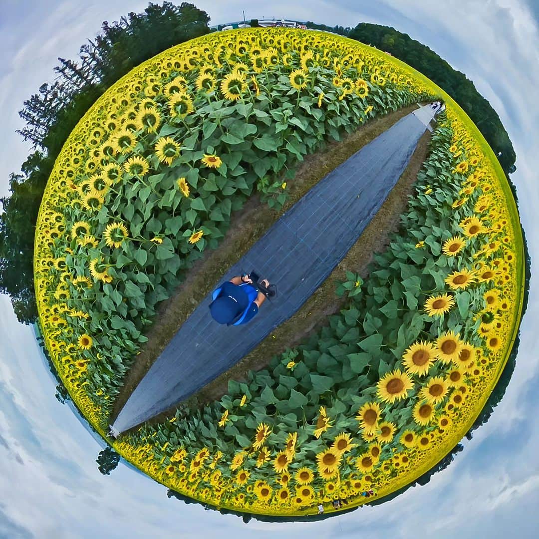 Official RICOH THETAのインスタグラム：「I got lost in a big, huge, sunflower maze the other day. Something Wonderful!!  by RICOH THETA ・Giant Maze  📸: @oscar7jp_thetaz1  ***************** Please add #theta360 to your photos shot with THETA and post them😊 . . . . . #ricohusa #ricoh #ricohimaging #ricohtheta #lifein360 #360camera #360view #camera #cameratips #cameralover #photographylovers #photographer #photooftheday #photographytips #cameragear #photoediting #editingtips #art #360photography」