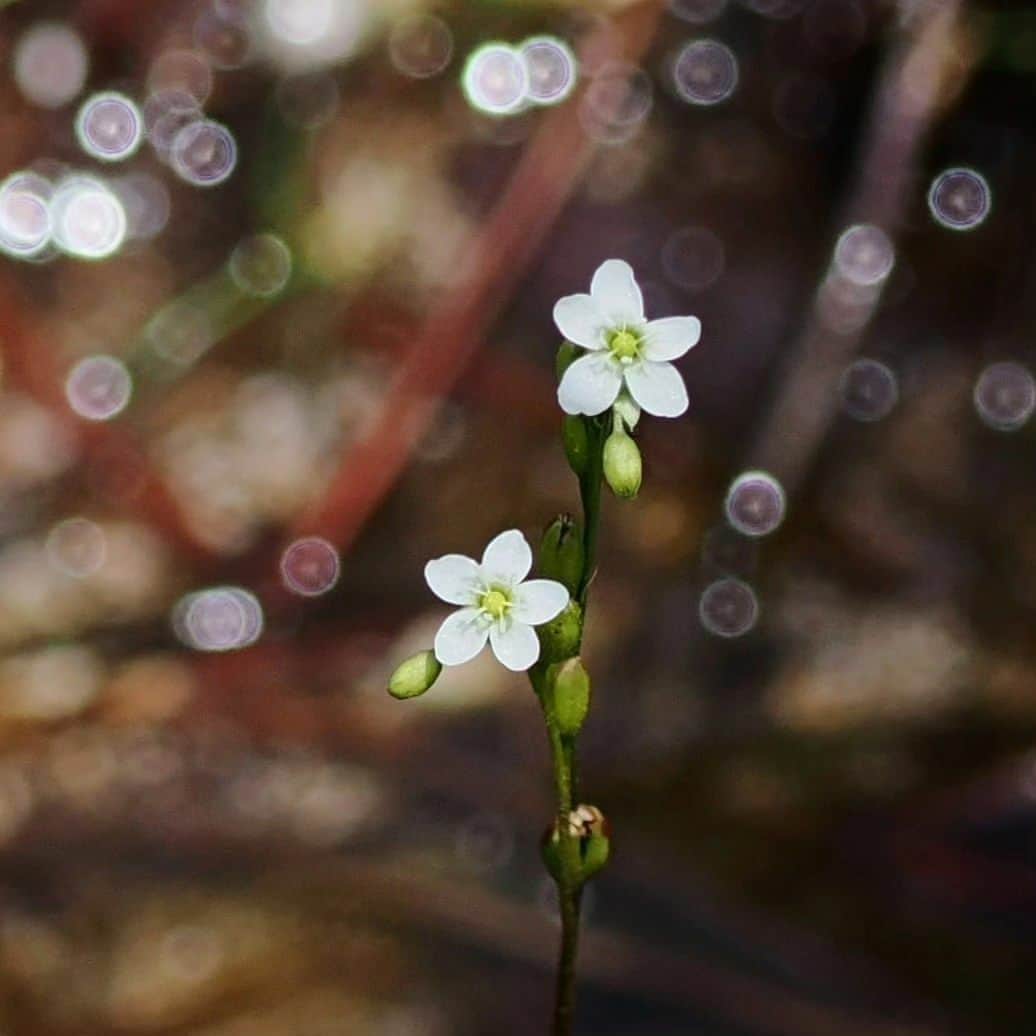 花の写真館のインスタグラム：「Photo by @christmas_rose1. https://instagram.com/christmas_rose1/ . Original Post[投稿いただいたURL] https://www.instagram.com/p/CuxxZ-ivNSX/ . 本アカウントは、 #私の花の写真 をつけてInstagramに投稿された皆さまの花の写真や、「花の写真館」Facebookページで投稿された花の写真を紹介します。 「花の写真館」Facebookページは、「 @floral.photograph 」のプロフィールにあるURLからご覧ください。 . ※各種法令、マナー、関係者の指示に従った撮影をお願いします。 *Please ensure that your photography adheres to all relevant laws, etiquette, and instructions issued by authorized persons. ※本アカウントは東京カメラ部がFacebook、Instagramのサービスを利用して運営しているもので、Meta社・Instagramとは一切関係ありません。 . #花の写真館 #floralphotograph #floralphoto #flower #flowers Follow: @floral.photograph」