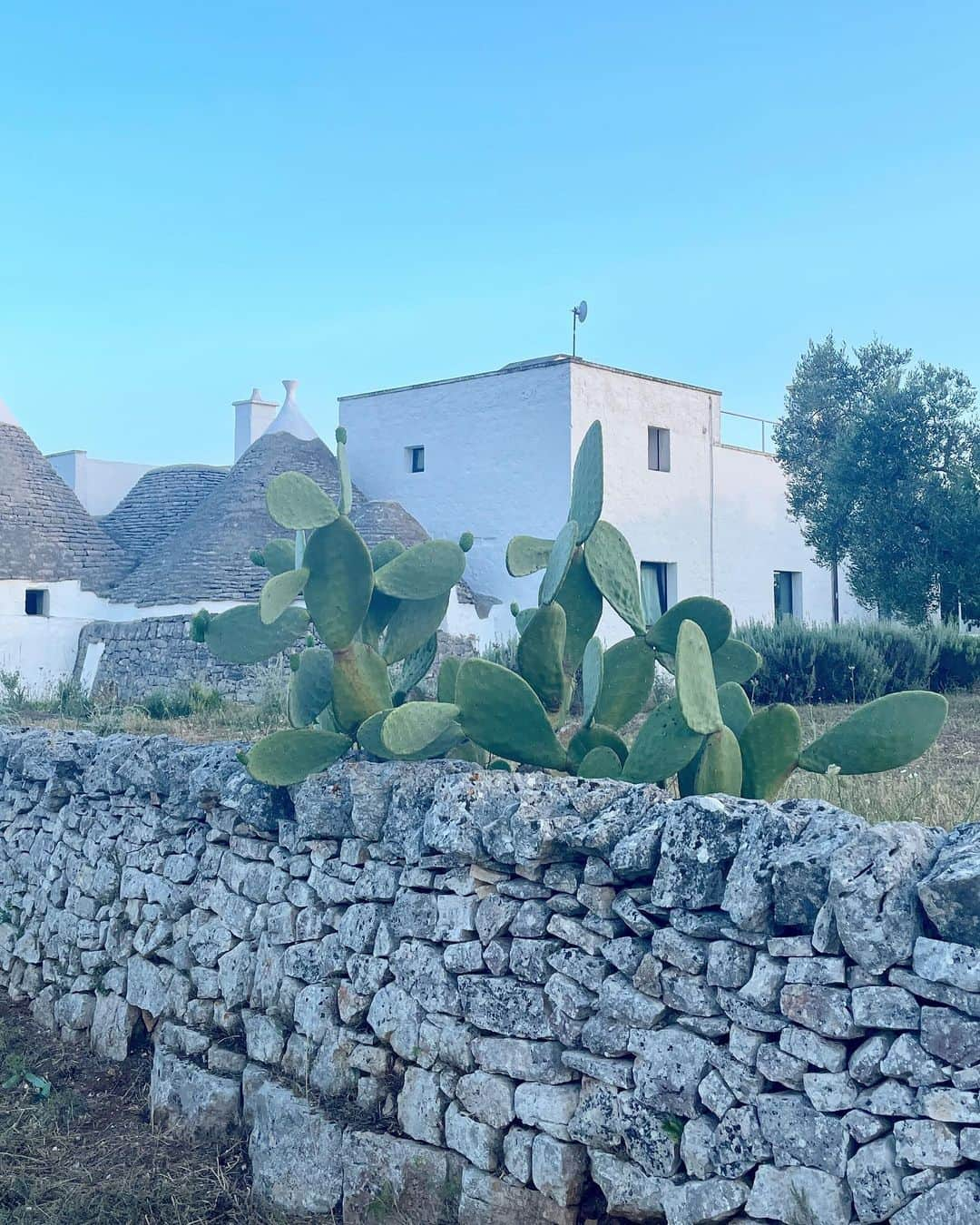 エリーローズさんのインスタグラム写真 - (エリーローズInstagram)「Memories of Noto🌞🌿🌵🍝🐝🍹🍋 初めてのシチリアはカターニャからダイレクトにノートへ。都会で過ごすよりやっぱり田舎は静かでピースフル。そして21時まで明るいから1日が長か感じる。こんな素晴らしいところがあるの？っていうくらい全てが美しい🥹リサーチした甲斐あり。野菜、魚介、チーズにワインとぜーんぶ美味しすぎて感激の連続🤤けど和食も恋しい笑」8月10日 19時38分 - ellirose