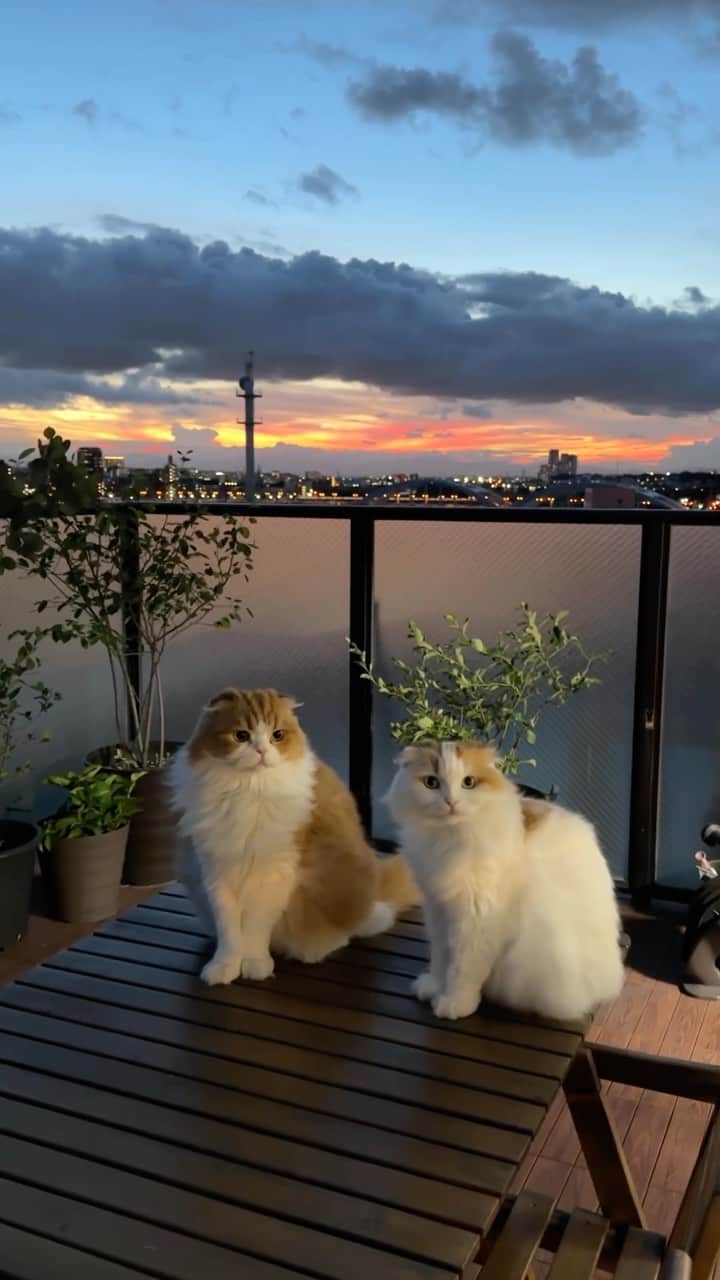 yayoi89のインスタグラム：「beautiful ✨  綺麗な空とバカップル🦁💕🐹  台風接近で毎日目まぐるしく変わる空の色 みんな、気をつけてね🦁🐹  #weeklyfluff #scottishfold #catsofinstagram #instagood #instacat #beautiful #adorable #catlovers #love #meow #9gag  #ふわもこ部 #スコティッシュフォールド #ねこ #sky #空 #ねこ #猫のいる暮らし #にゃんすたぐらむ #猫 #ねこ好き」