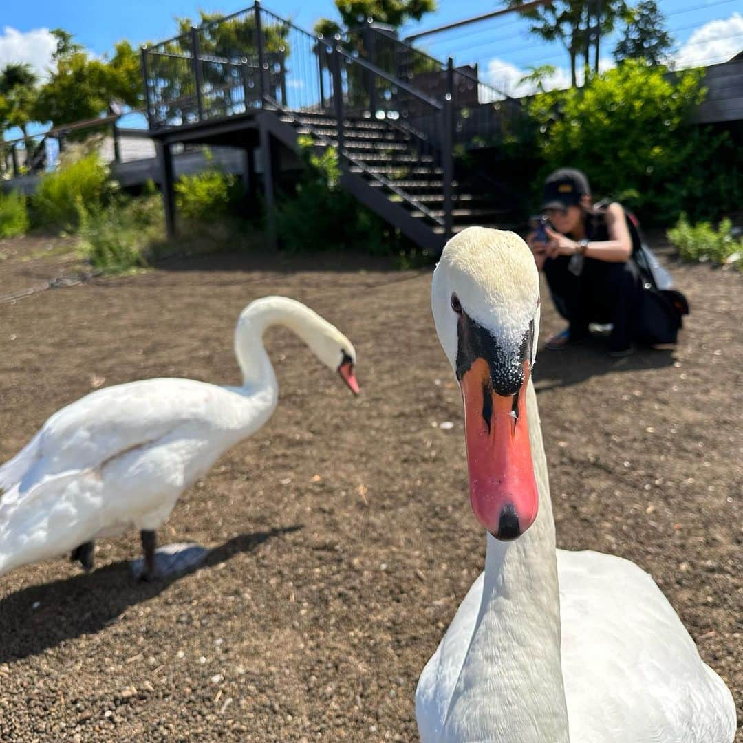 富田麻帆さんのインスタグラム写真 - (富田麻帆Instagram)「スワン🦢✨  こんなに至近距離で見たのは初ー！  ちなみに相羽さんは怖がってました。笑」8月10日 20時21分 - maho_tomita6261