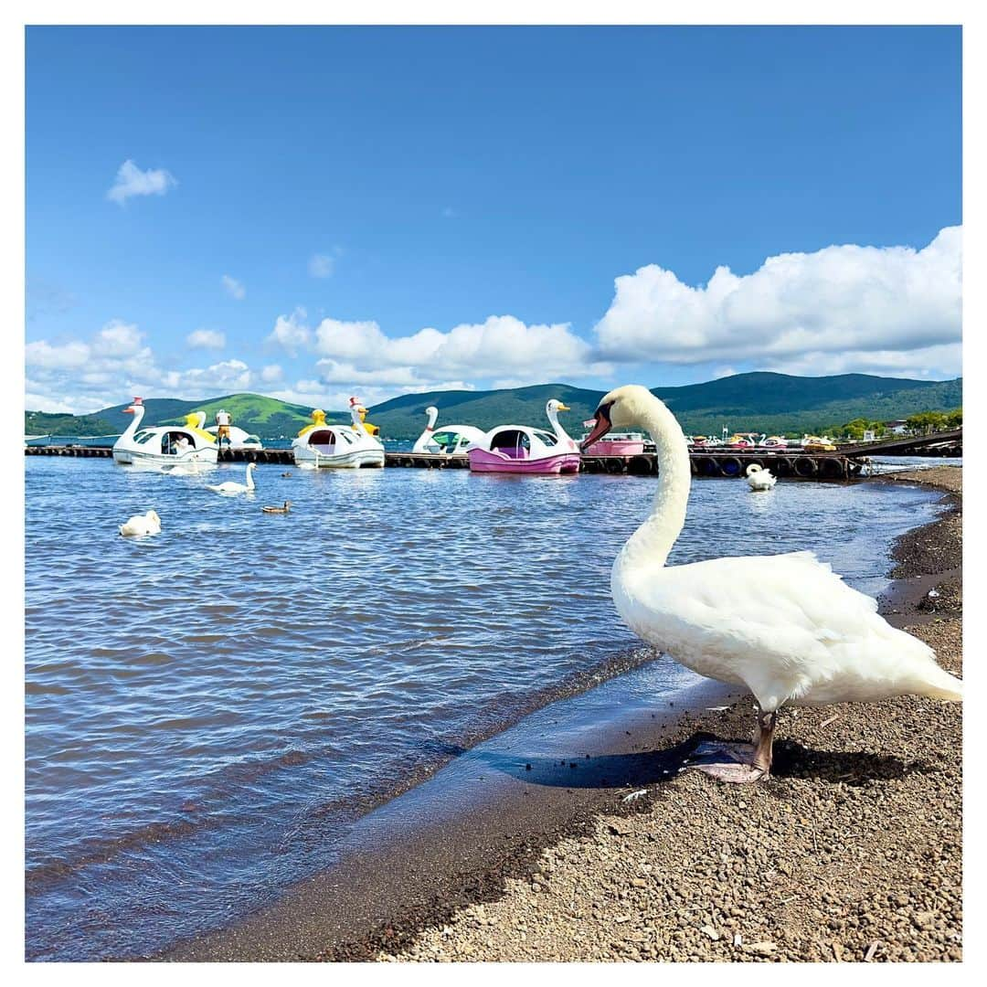 富田麻帆のインスタグラム：「スワン🦢✨  こんなに至近距離で見たのは初ー！  ちなみに相羽さんは怖がってました。笑」