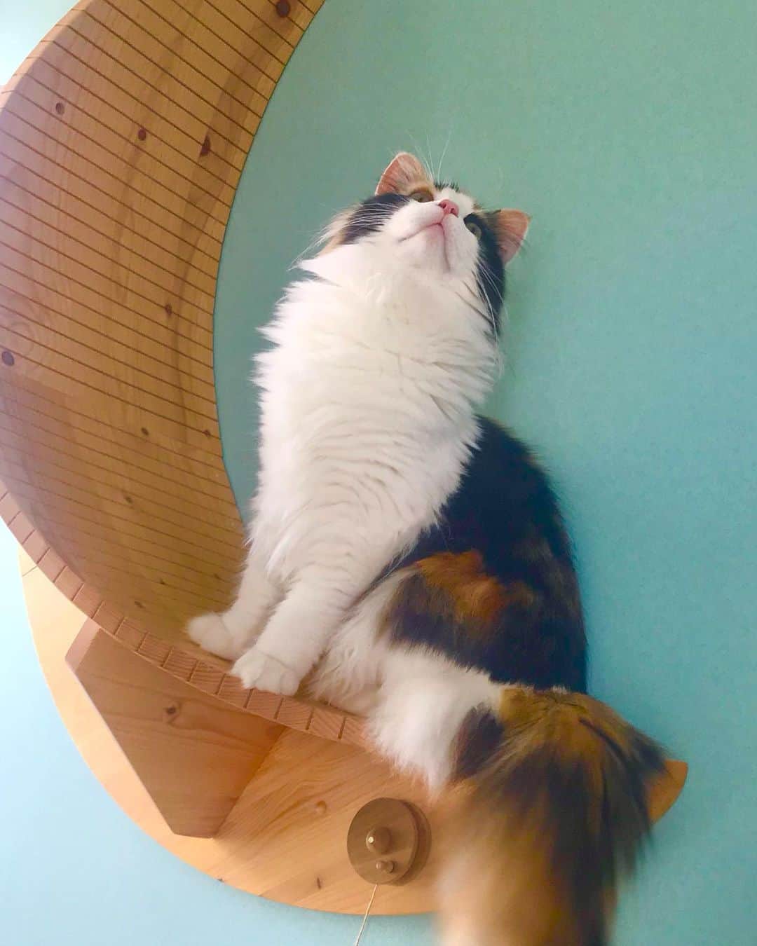 みきもと凜のインスタグラム：「先日末っ子🐈が１歳になりました。毛がボリューミー。」