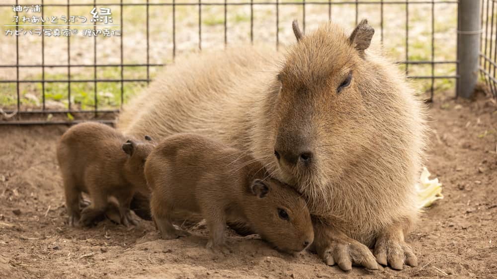渡辺克仁さんのインスタグラム写真 - (渡辺克仁Instagram)「おはようございます。  #カピバラ #水豚 #capybara #おはようございます」8月11日 7時00分 - katsuhito.watanabe
