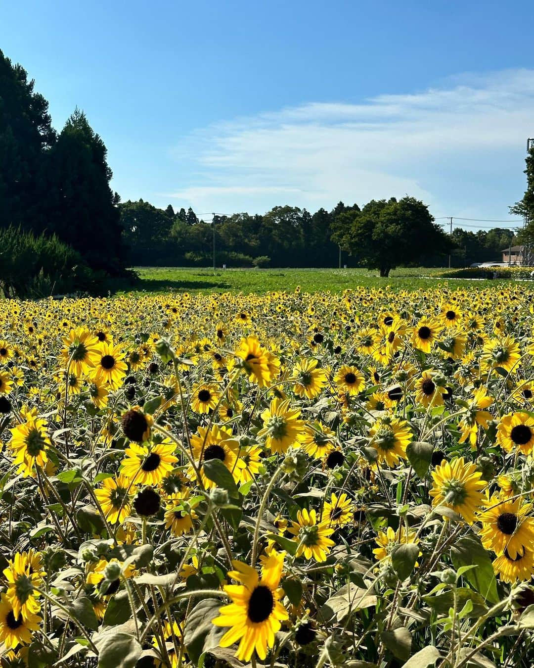 クリスティン・ウェイさんのインスタグラム写真 - (クリスティン・ウェイInstagram)「Summer activities #visitingfarm This is extremely HOT! #ゆめ牧場　#summerfarm #sunflower #summervibes」8月10日 22時54分 - prettywhy