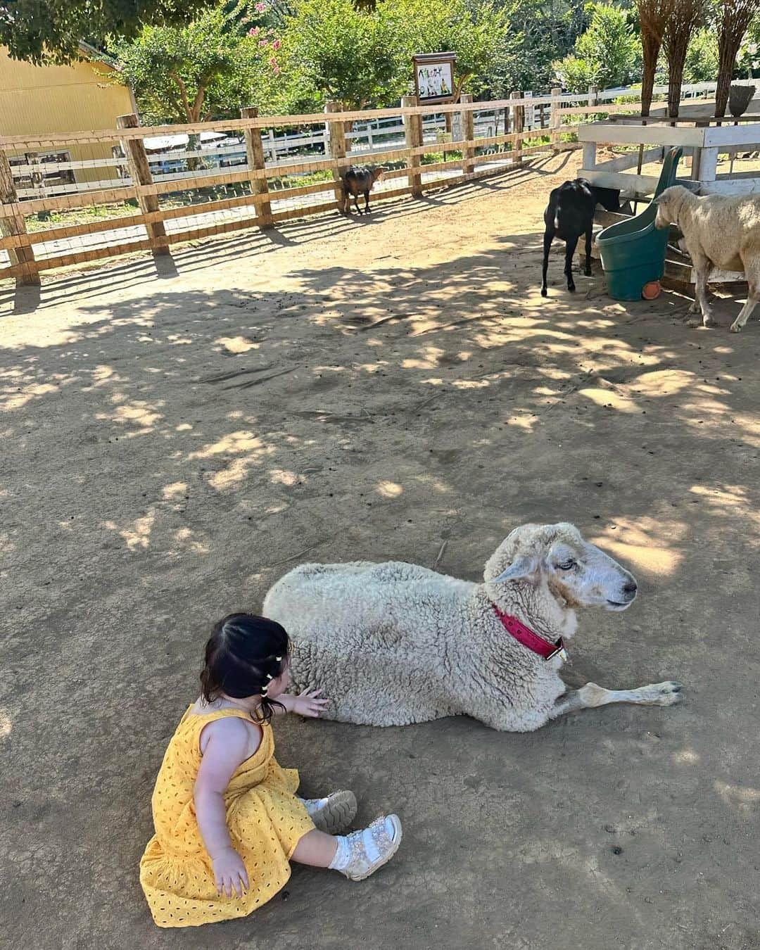 クリスティン・ウェイさんのインスタグラム写真 - (クリスティン・ウェイInstagram)「Summer activities #visitingfarm This is extremely HOT! #ゆめ牧場　#summerfarm #sunflower #summervibes」8月10日 22時54分 - prettywhy