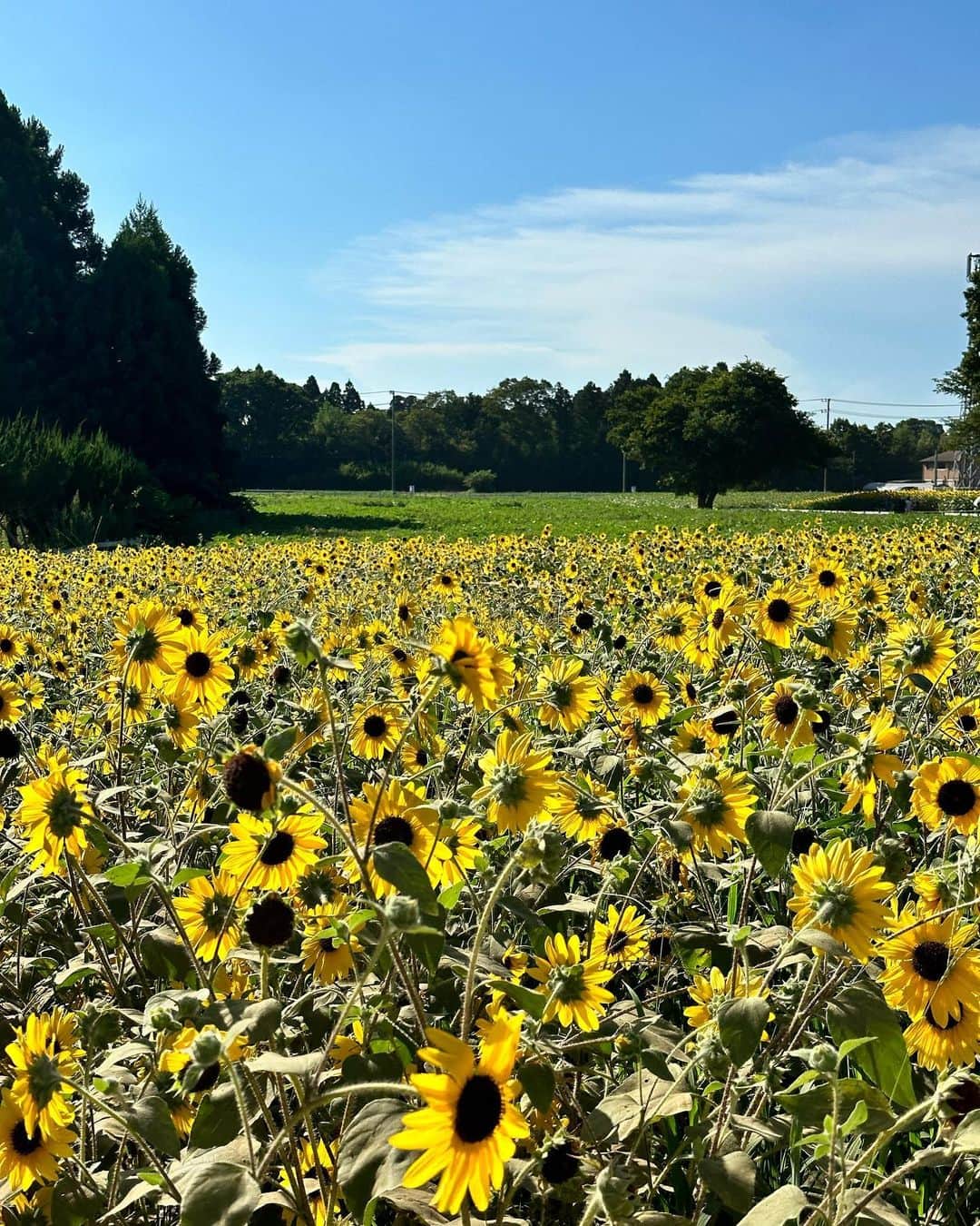 クリスティン・ウェイのインスタグラム：「Summer activities #visitingfarm This is extremely HOT! #ゆめ牧場　#summerfarm #sunflower #summervibes」
