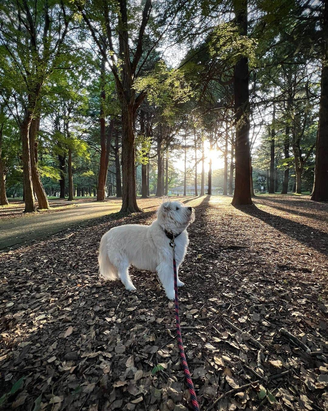 黒田知永子さんのインスタグラム写真 - (黒田知永子Instagram)「. 夕暮れとろさん🐶 ぴょんと立った右耳の毛がチャームポイントです🩵  湿度が高くてバテますね⤵︎⤵︎  #dog #犬 #黒田とろろ  #ごまとろむぎ  #黒田知永子  #chiekokuroda」8月10日 23時01分 - kuroda_chieko