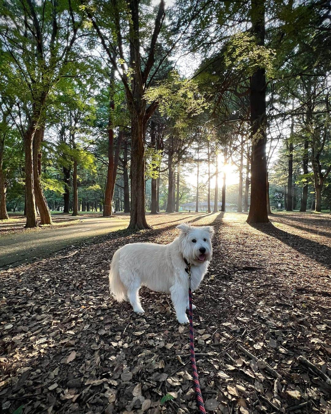 黒田知永子のインスタグラム：「. 夕暮れとろさん🐶 ぴょんと立った右耳の毛がチャームポイントです🩵  湿度が高くてバテますね⤵︎⤵︎  #dog #犬 #黒田とろろ  #ごまとろむぎ  #黒田知永子  #chiekokuroda」