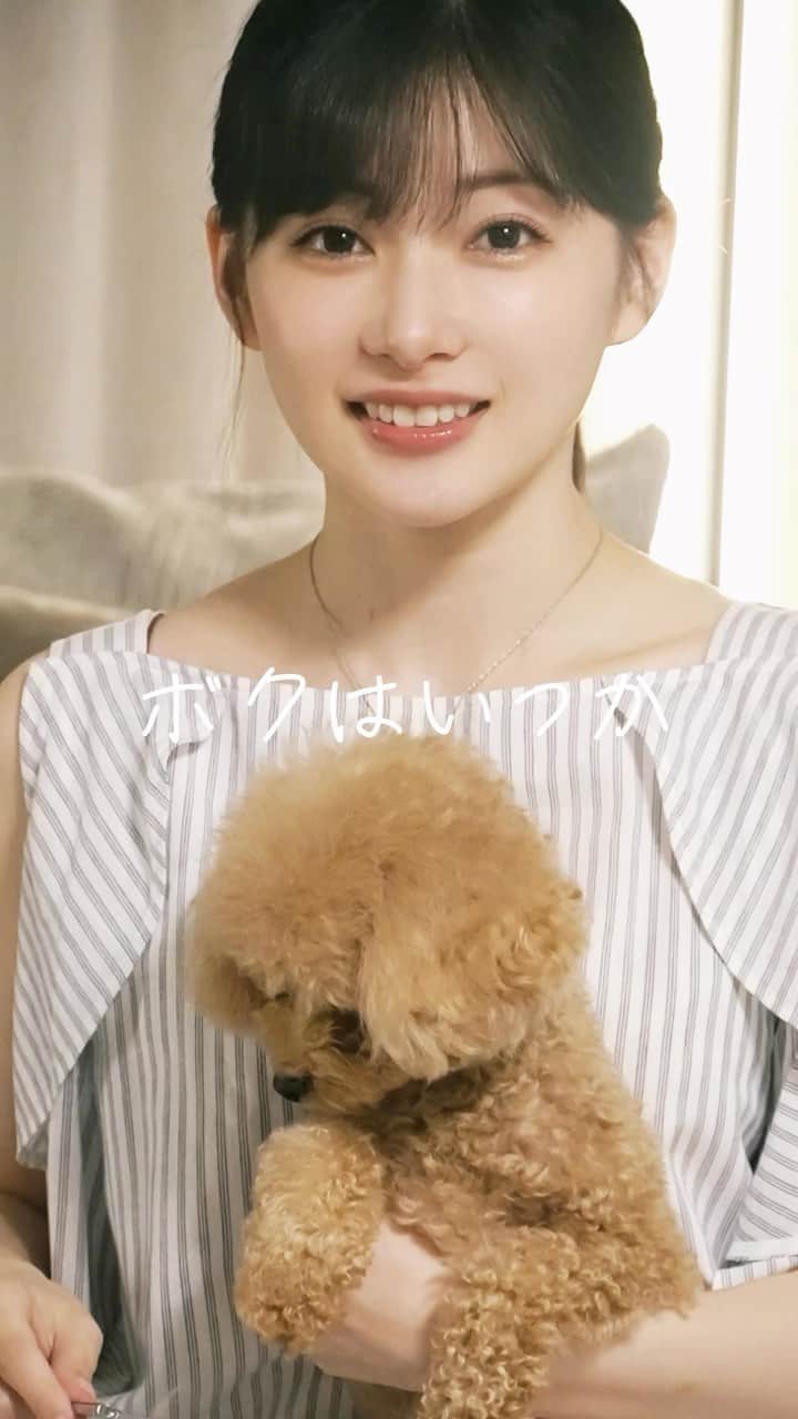 早田悠里子のインスタグラム：「愛犬のエマと📸 ブラッシング後のおやつ待ちのエマ🐶  #トイプードル #トイプードル女の子 #エマちゃんは天使」