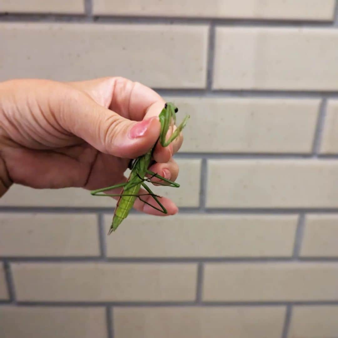 島田佳奈さんのインスタグラム写真 - (島田佳奈Instagram)「【虫注意】道路に瀕死のカマキリが。触ったら生きてたので、轢かれないようウチの庭（の外）の植込みに逃がしてあげた。 カモフラのアンジュは、寝てたり17歳の腹に乗ったり。安定の可愛さ。」8月10日 23時13分 - shimadakana