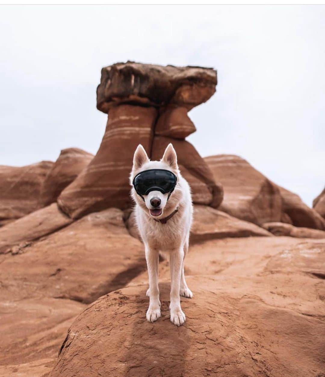 Bolt and Keelさんのインスタグラム写真 - (Bolt and KeelInstagram)「Meet Jasper! 🐾  This adventure pup is currently traveling around North America with his mom!🌎  @adventrapets ➡️ @jasperexplores_  —————————————————— Follow @adventrapets to meet cute, brave and inspiring adventure pets from all over the world! 🌲🐶🐱🌲  • TAG US IN YOUR POSTS to get your little adventurer featured! #adventrapets ——————————————————」8月11日 0時07分 - adventrapets