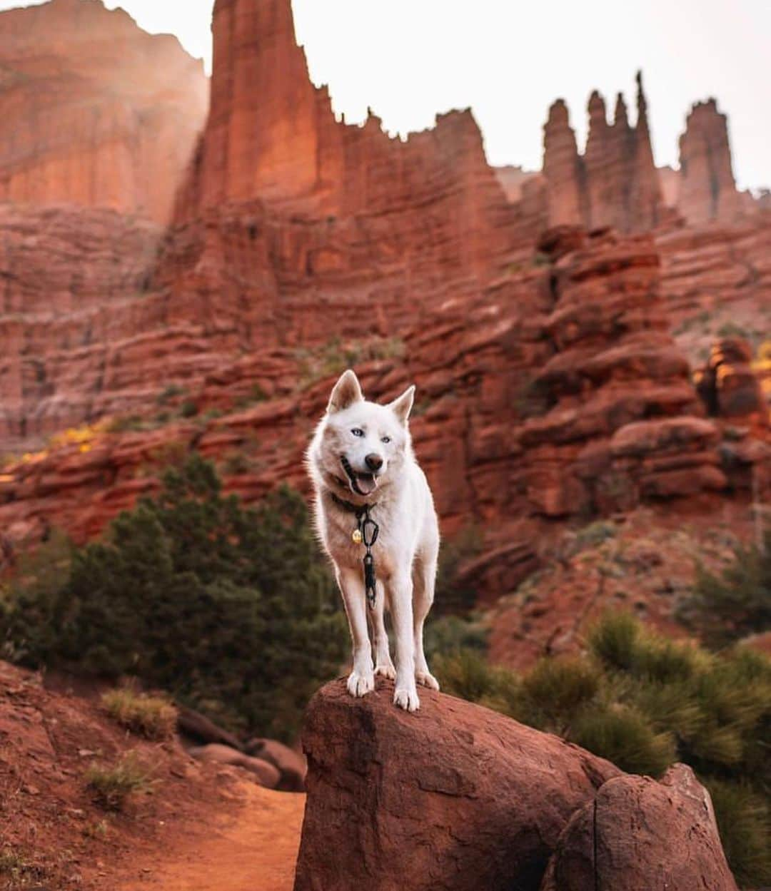 Bolt and Keelさんのインスタグラム写真 - (Bolt and KeelInstagram)「Meet Jasper! 🐾  This adventure pup is currently traveling around North America with his mom!🌎  @adventrapets ➡️ @jasperexplores_  —————————————————— Follow @adventrapets to meet cute, brave and inspiring adventure pets from all over the world! 🌲🐶🐱🌲  • TAG US IN YOUR POSTS to get your little adventurer featured! #adventrapets ——————————————————」8月11日 0時07分 - adventrapets