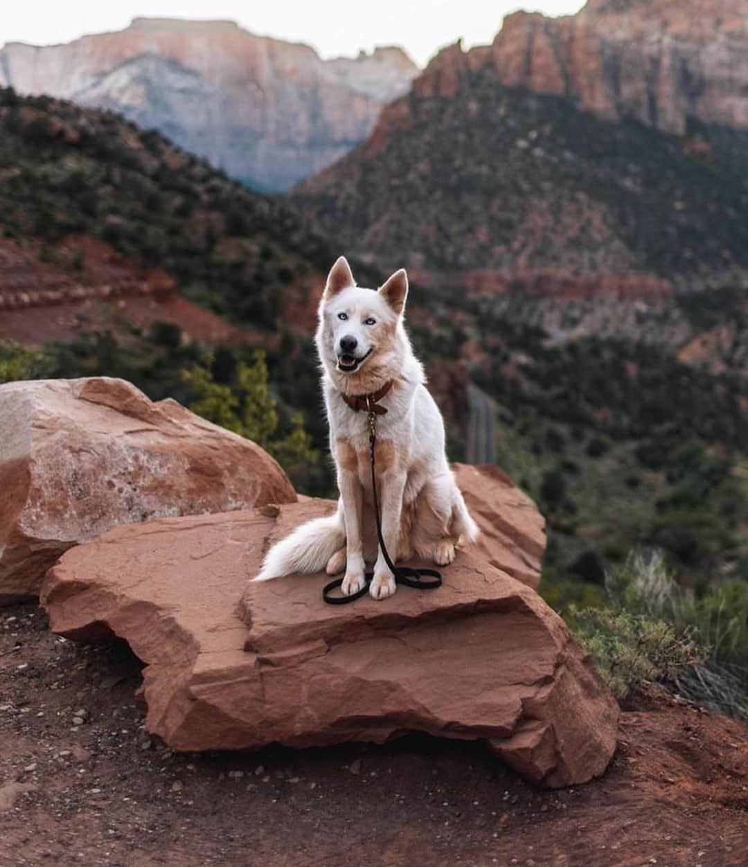 Bolt and Keelのインスタグラム：「Meet Jasper! 🐾  This adventure pup is currently traveling around North America with his mom!🌎  @adventrapets ➡️ @jasperexplores_  —————————————————— Follow @adventrapets to meet cute, brave and inspiring adventure pets from all over the world! 🌲🐶🐱🌲  • TAG US IN YOUR POSTS to get your little adventurer featured! #adventrapets ——————————————————」