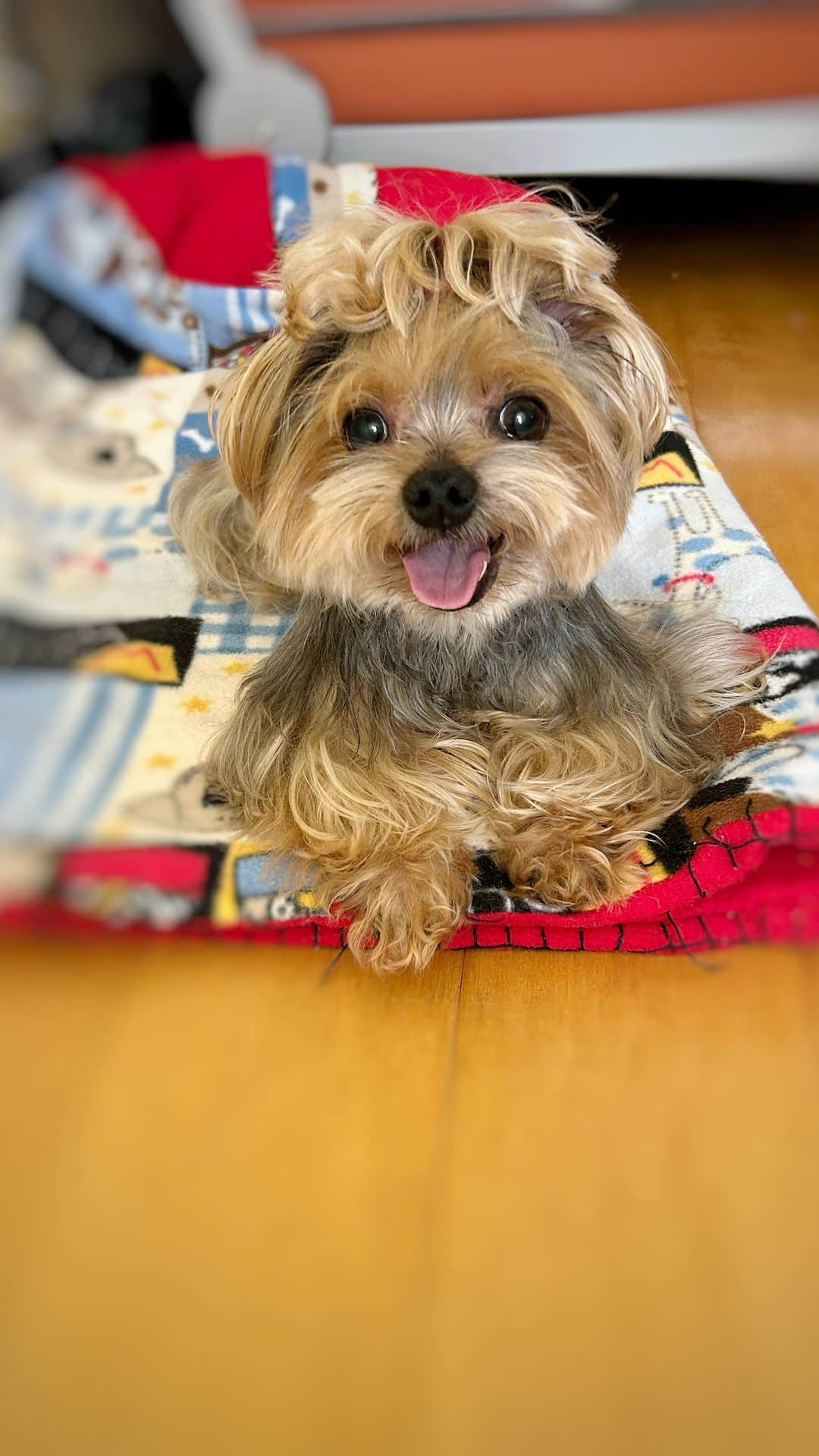 Kodie Bearのインスタグラム：「🐶💭It’s a same old happy day for me but mommy thinks I’m extra cute this morning ☀️」