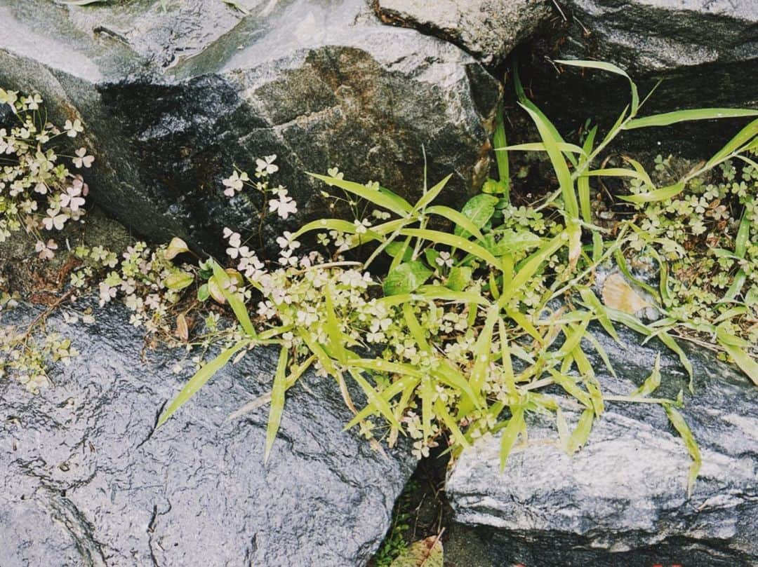 ユン・ウネのインスタグラム：「🌱」