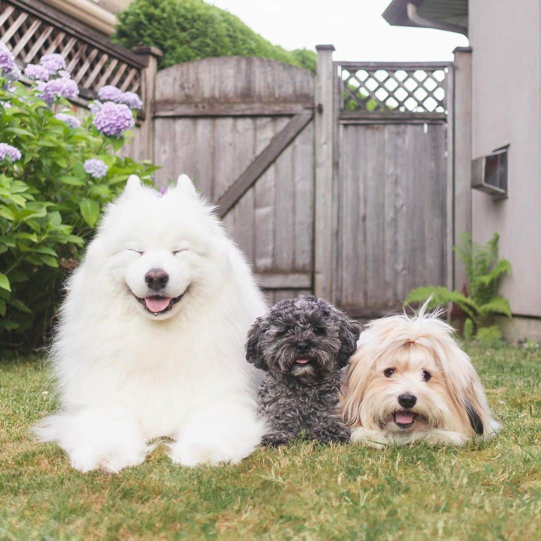 Loki the Corgiさんのインスタグラム写真 - (Loki the CorgiInstagram)「Foster update: Sally got adopted! 🥰  Sally’s new family is perfect for her. Not only are they committed to working on her issues with her, but they also have another dog that Sally gets to call her big brother! We couldn’t be happier for her 🥹  The 2+ months we fostered Sally were so memorable. She was one of the rare fosters that liked to play with both Bear and Momo (Bear usually gets left out), which was a pleasant surprise. Working with her on her reactivity was challenging, but it was so rewarding when we saw bits of improvement!  All the best in your forever home, Sally! Be a good girl! We’ll miss you ❤️」8月11日 8時09分 - lokistagram