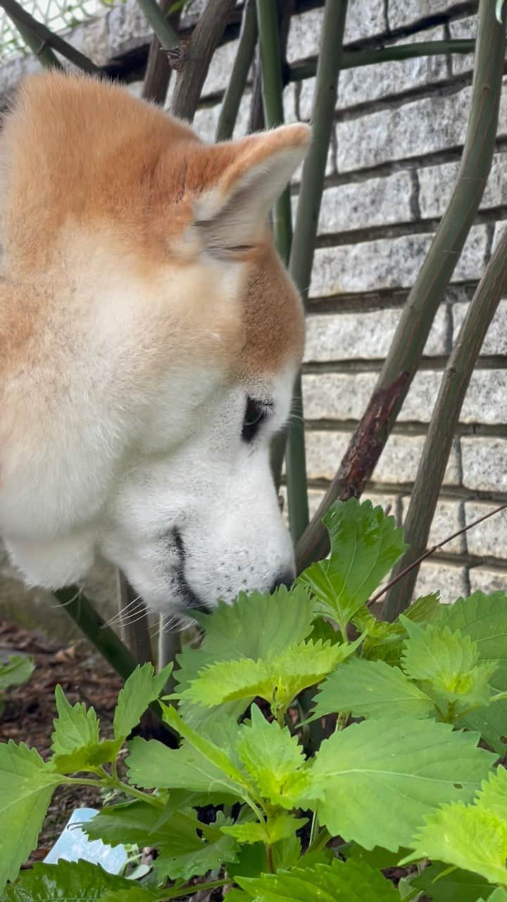 豆助左衛門（まめすけざえもん）のインスタグラム：「☘️  大葉祭り🌱でござる💕  豆は大葉が大好き💕 毎年豆用🐕と我が家用🏠と 何本か植えてますが、我が家用まで… 食べてもいいんだけど、新芽はやめてー😱  …………………………………………🖋 #徳島柴ちゃん会　#shiba #徳島 #豆柴　#shibainu #dog #柴犬 #サンデイ#anicas#amazonpets #豆助座衛門　#犬」