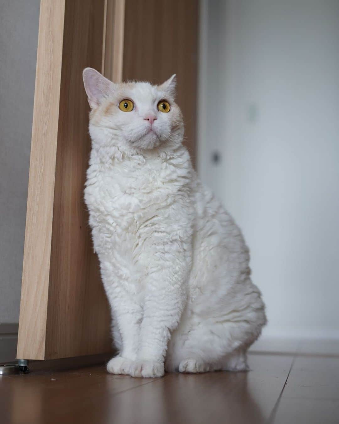 みかんのインスタグラム：「.  ぼく、モデルさんみたいでしょう？ カッコつけてみたにゃ😆  #レモン #cat #catstagram」