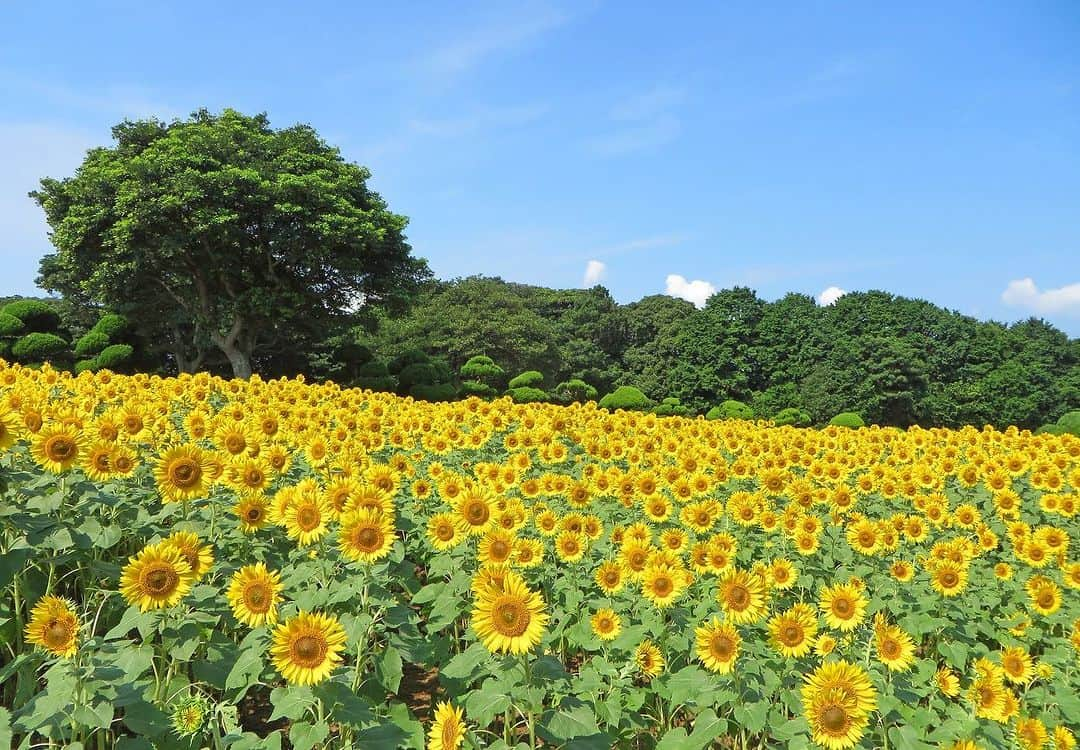 【公式】ホテルマリノアリゾート福岡のインスタグラム：「ひまわりを見に行こう🌻  ホテルマリノアリゾート福岡の目の前にある 「のこのしまアイランドパーク」は、 季節ごとのお花が楽しめます。  7月下旬～8月下旬まで、 ひまわりが見頃です🌻🌻  8月20日までは“ひまわり摘みイベント”開催中。 ひまわりが無料で摘み取れます！（別途入場料は必要）  当ホテルから能古渡船場までは車で約5分🚗 そのあとフェリーに乗って約10分🚢  ぜひご家族と、ご友人と、 夏の思い出にご利用ください☺  ▶️宿泊のご予約は公式HPより TEL 092-895-5511 @marinoa_resort_fukuoka  #ホテルマリノアリゾート福岡 #マリノアリゾート #リゾート #福岡グルメ #福岡ランチ #福岡観光 #リゾートホテル #旅行好きな人と繋がりたい #マリノアシティ #マリノアシティ福岡 #福岡レストラン #福岡カフェ #福岡スイーツ #福岡市西区 #夏祭り2022 #糸島 #福岡イベント #ひまわり #夏休み  #お盆 #のこのしまアイランドパーク」