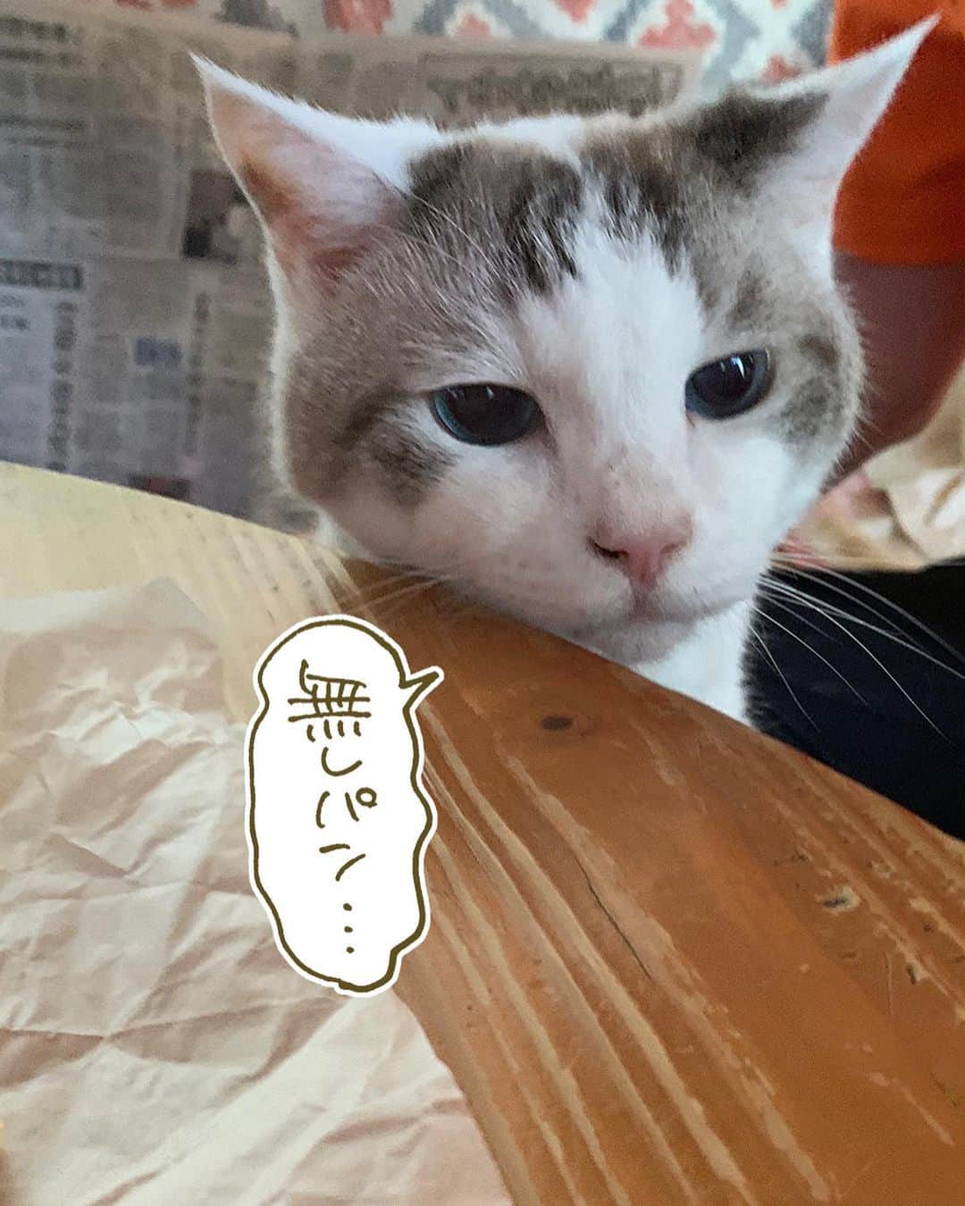 くるねこ大和さんのインスタグラム写真 - (くるねこ大和Instagram)「蒸しパン  #胡ぼん  #米粉蒸しパン」8月11日 10時16分 - kuru0214neko