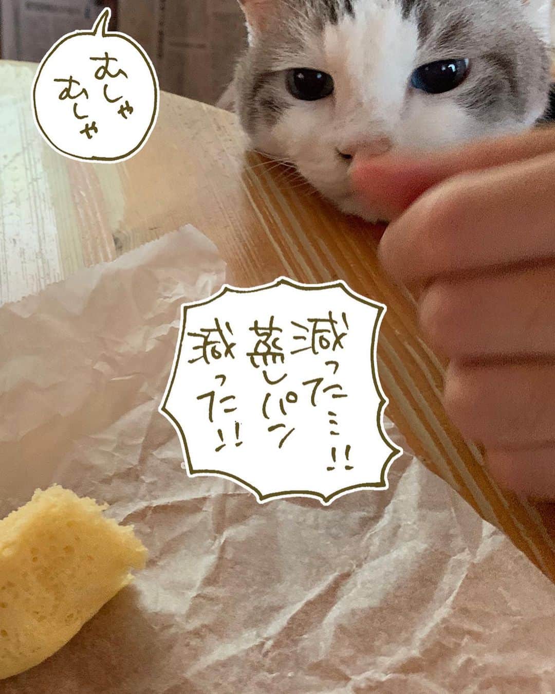 くるねこ大和さんのインスタグラム写真 - (くるねこ大和Instagram)「蒸しパン  #胡ぼん  #米粉蒸しパン」8月11日 10時16分 - kuru0214neko
