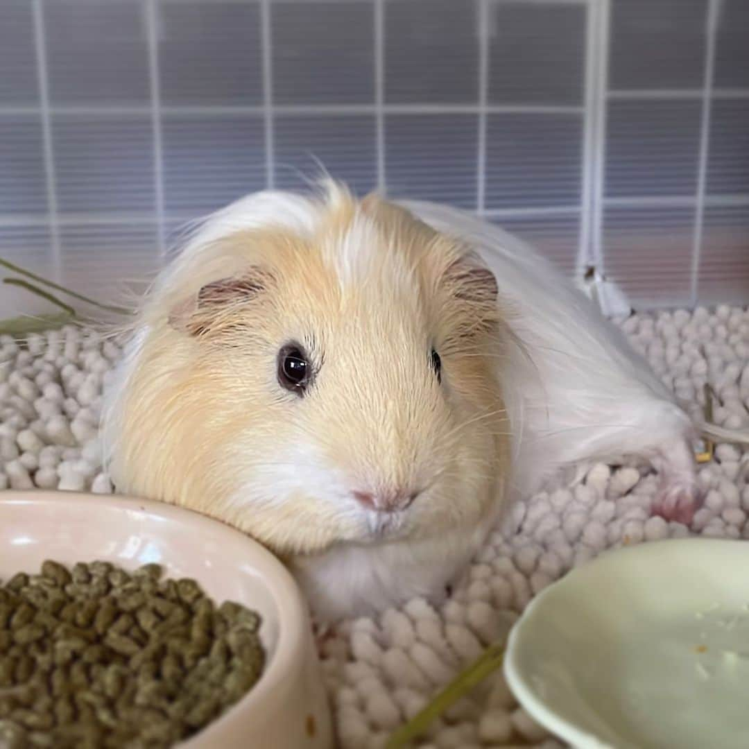 hamster_mocoさんのインスタグラム写真 - (hamster_mocoInstagram)「リラックスモード🤭🐹🍀  今日からお盆休みで５連休なんて方もいらっしゃるのかな？ 台風の影響が出ませんように🥺🌀 2023.8.11 ✼••┈┈••✼••┈┈••✼••┈┈••✼••┈┈••✼  #モルモットパル#モルモット#イングリッシュモルモット#モルモットのいる生活#モルモットベビー#モルモット好きと繋がりたい#guineapig#豚鼠#기니피그#天竺鼠」8月11日 10時45分 - asahi.fl