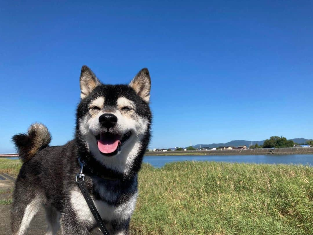 しんたのインスタグラム：「今日からお盆休み☀️  朝は少し風が爽やかだったけど やっぱ暑ぃ〜〜ね…  マロンさんは元気です♪  #わんだふるjapan #とよがわ #犬バカ部 #犬のいる暮らし #マロンと青空 #脱毛期 #毛ぇ散らかし犬 #黒柴 #柴犬 #おばあわん #シニア犬 #シニア犬との暮らし」