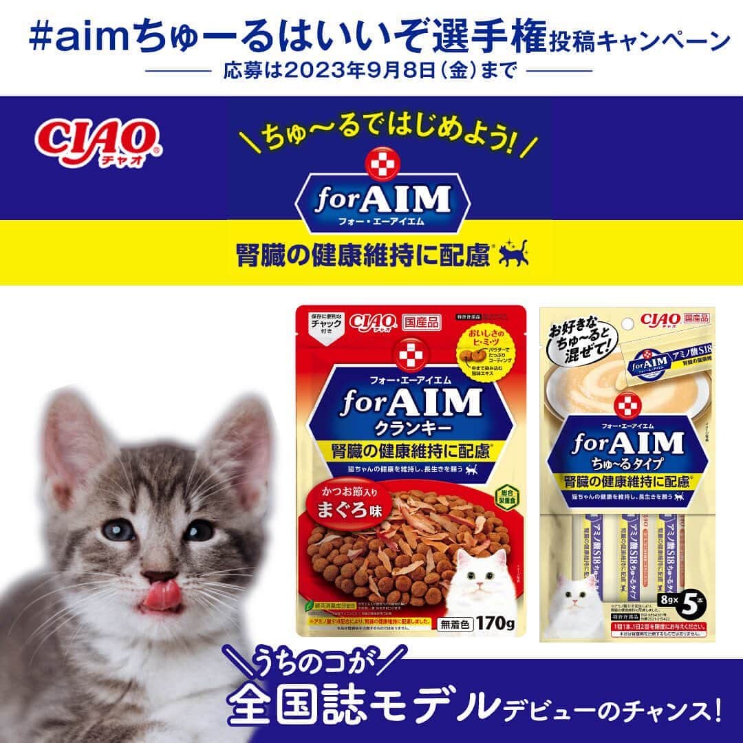 いなば CIAOちゅ～るさんのインスタグラム写真 - (いなば CIAOちゅ～るInstagram)「. / #aimちゅーるはいいぞ選手権　 投稿キャンペーン開幕！😻⭐️ \  「いなば　for AIMシリーズ」は腎臓の健康維持に配慮したキャットフードです！☀️  🐾応募方法 猫ちゃんが「いなばAIMシリーズ」を食べてる写真を、 #aimちゅーるはいいぞ選手権　のハッシュタグと@neko.no.kimochi.officialをつけて投稿するだけ！🐈🐈🐈  🐾応募期間 2023年9月8日（金）23:59まで  最優秀賞（1名）の猫ちゃんは雑誌『ねこのきもち』2024年1月号の裏表紙モデルデビュー❣️㊗️❣️ その他、副賞も！！！  応募要項と応募規約については必ず下記特設ページをご確認の上投稿してください⭐️  https://cat.benesse.ne.jp/withcat/content/?id=162677  たくさんのご応募お待ちしております☺️  #aimちゅーるはいいぞ選手権#ちゅーる#いなば#世界の猫を喜ばす」8月11日 12時17分 - ciao_campaign