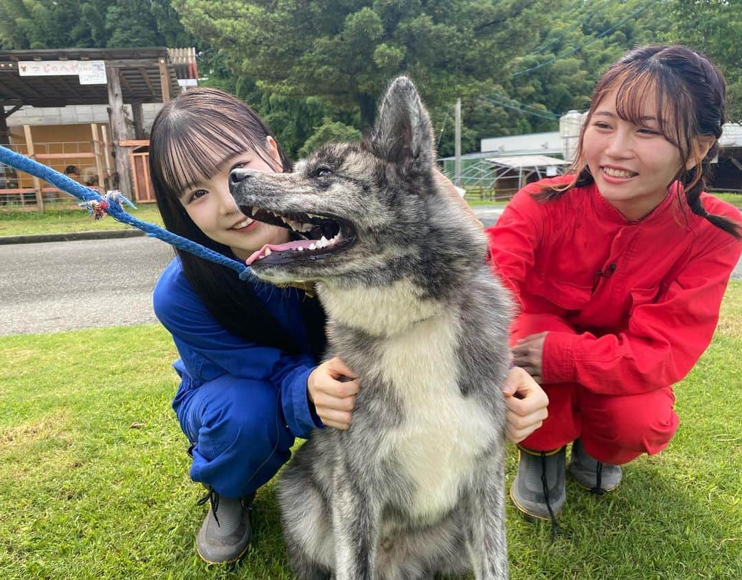 秋吉優花さんのインスタグラム写真 - (秋吉優花Instagram)「🐶🐴🍈 . イッヌ...ポニー...モフモフ...  . 福岡県庁の「#hkt48の福岡撮影中 」で、 #八女農業高校 さんにお邪魔しました！ 温かく迎えて下さり本当にありがとうございました！  先生も生徒の皆さんも とても優しくて素敵な高校でした。  羽麗ちゃんと勉強してきた！！ 高校って素敵よね。青春🥹🌸 メロン美味しすぎて みんなで買って帰った🍈 . こたろう可愛かったなあ🐶🐾 撮影スタッフさんとも久しぶりに会えたの！ 嬉しかったです✨  ポニーさん優しかった。 ブラッシングしたよ🥰  . #hkt48 #松本羽麗 #秋吉優花 #秋田犬 #八女市 #🍈 #モフモフ」8月11日 12時56分 - akiyoshi_1024