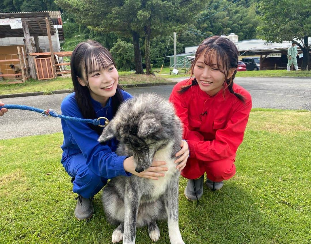 秋吉優花さんのインスタグラム写真 - (秋吉優花Instagram)「🐶🐴🍈 . イッヌ...ポニー...モフモフ...  . 福岡県庁の「#hkt48の福岡撮影中 」で、 #八女農業高校 さんにお邪魔しました！ 温かく迎えて下さり本当にありがとうございました！  先生も生徒の皆さんも とても優しくて素敵な高校でした。  羽麗ちゃんと勉強してきた！！ 高校って素敵よね。青春🥹🌸 メロン美味しすぎて みんなで買って帰った🍈 . こたろう可愛かったなあ🐶🐾 撮影スタッフさんとも久しぶりに会えたの！ 嬉しかったです✨  ポニーさん優しかった。 ブラッシングしたよ🥰  . #hkt48 #松本羽麗 #秋吉優花 #秋田犬 #八女市 #🍈 #モフモフ」8月11日 12時56分 - akiyoshi_1024