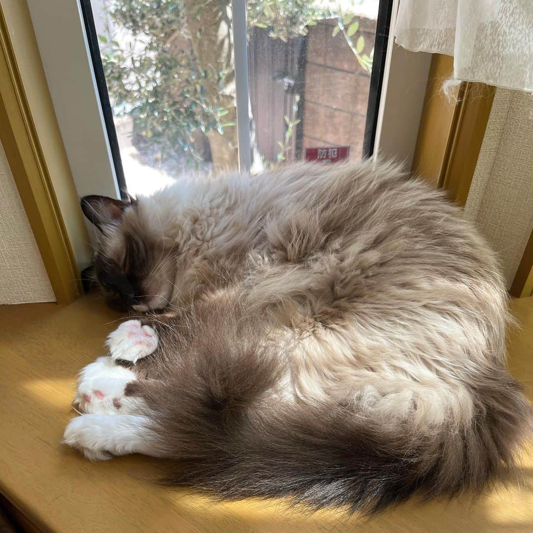 takegaeruのインスタグラム：「お盆休み突入 ランちゃんは相変わらず出窓でスヤスヤ😴  #cat #猫 #ragdoll #ラグドール #ホワイトポッチーズ」