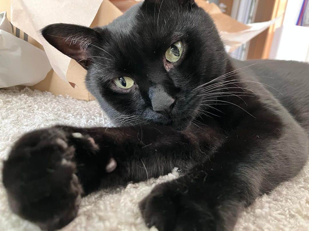 しおやてるこのインスタグラム：「ネコチャンのおててかわいい #黒猫 #猫がいる生活」