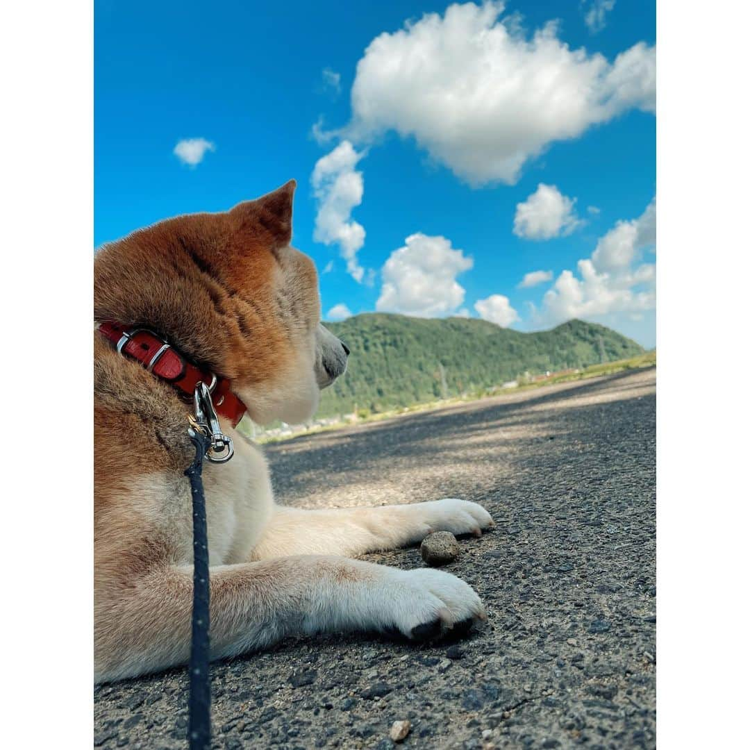 Hanamichi ＆ ℕㆁℜ〡ｋㆁ♡さんのインスタグラム写真 - (Hanamichi ＆ ℕㆁℜ〡ｋㆁ♡Instagram)「・ 山の日 ⛰🌻️🐕🚶 🏔️🍂🐕🚶 🗻⛄️🐕🚶 🏔️🌸🐕🚶 ・ 夏秋冬春 ずーっと一緒☺︎ ・ #山の日　#mountains #ほんとはいつも海に憧れてる #でも空の青と山の緑のコントラストを見ると元気になれるのは本当 #暑すぎで虫も少ないし #朝の散歩は５時半から #保冷剤をポッケに詰めて #柴犬 #しばいぬ #shibastagram #dogsofinstagram  #わんこ #dog #shiba #puppy #love #シニア犬  ・」8月11日 14時10分 - nyoriri