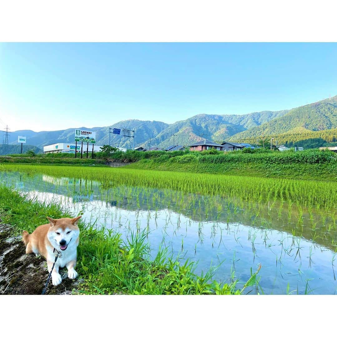 Hanamichi ＆ ℕㆁℜ〡ｋㆁ♡さんのインスタグラム写真 - (Hanamichi ＆ ℕㆁℜ〡ｋㆁ♡Instagram)「・ 山の日 ⛰🌻️🐕🚶 🏔️🍂🐕🚶 🗻⛄️🐕🚶 🏔️🌸🐕🚶 ・ 夏秋冬春 ずーっと一緒☺︎ ・ #山の日　#mountains #ほんとはいつも海に憧れてる #でも空の青と山の緑のコントラストを見ると元気になれるのは本当 #暑すぎで虫も少ないし #朝の散歩は５時半から #保冷剤をポッケに詰めて #柴犬 #しばいぬ #shibastagram #dogsofinstagram  #わんこ #dog #shiba #puppy #love #シニア犬  ・」8月11日 14時10分 - nyoriri